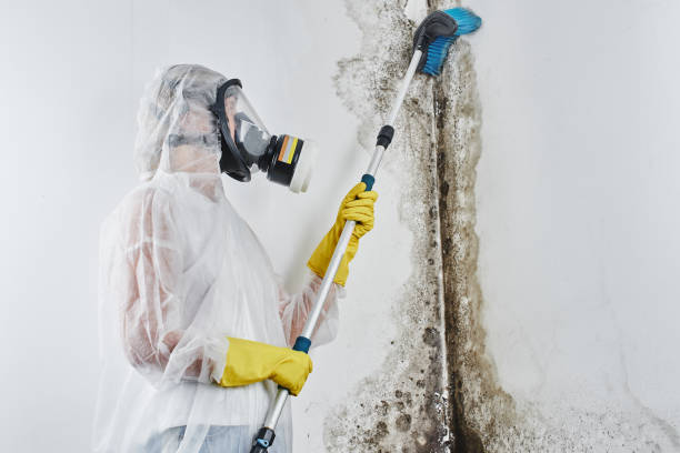 Best Local Mold Removal Service  in Moulton, AL