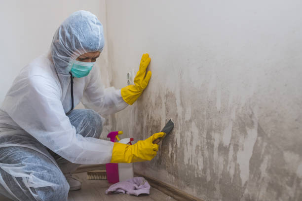 Best Mold Damage Repair  in Moulton, AL
