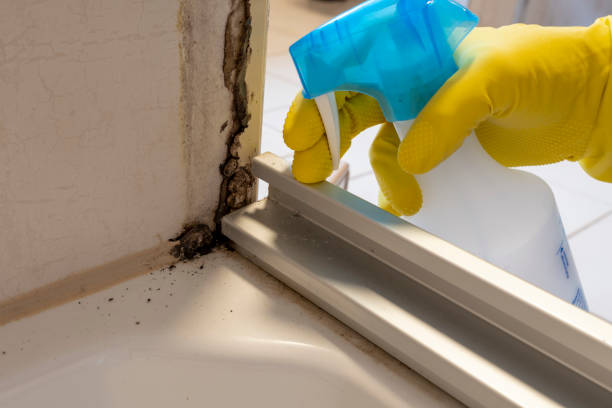 Best Mold Removal and Inspection  in Moulton, AL