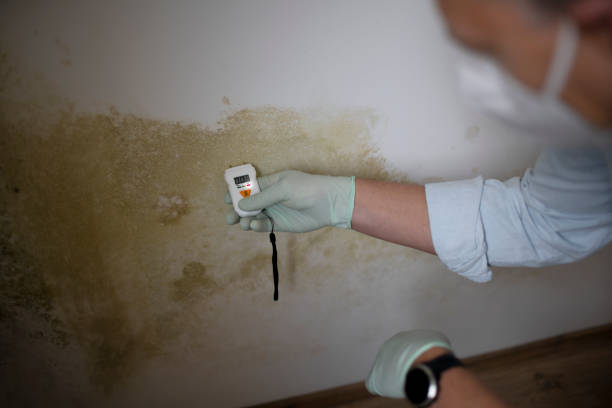 Best Toxic Mold Removal  in Moulton, AL