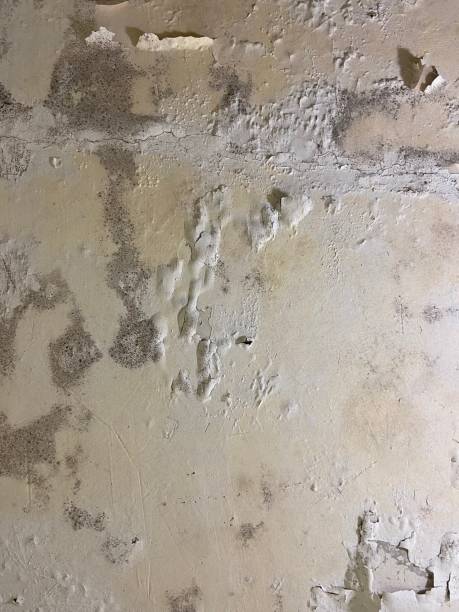 Mold Removal and Inspection in Moulton, AL