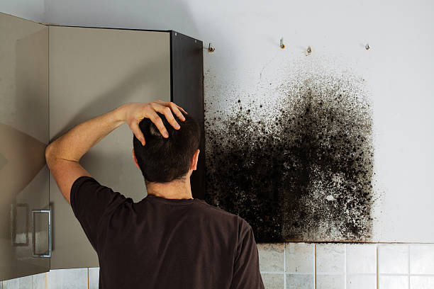 Best Attic Mold Removal  in Moulton, AL