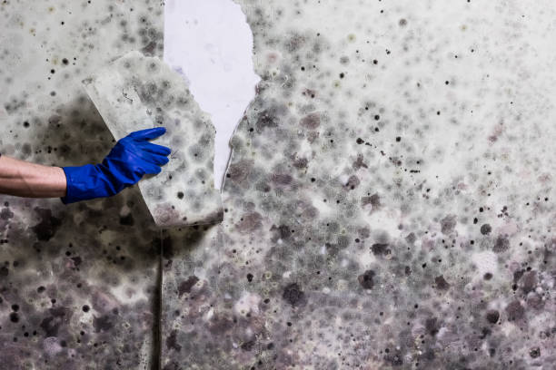 Best Emergency Mold Removal  in Moulton, AL