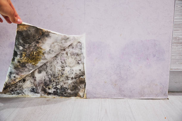 Mold Testing and Removal in Moulton, AL